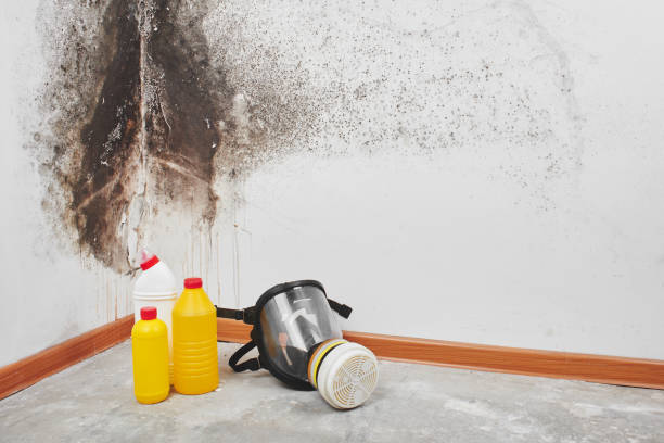 Best Basement Mold Remediation in Marlboro, NY