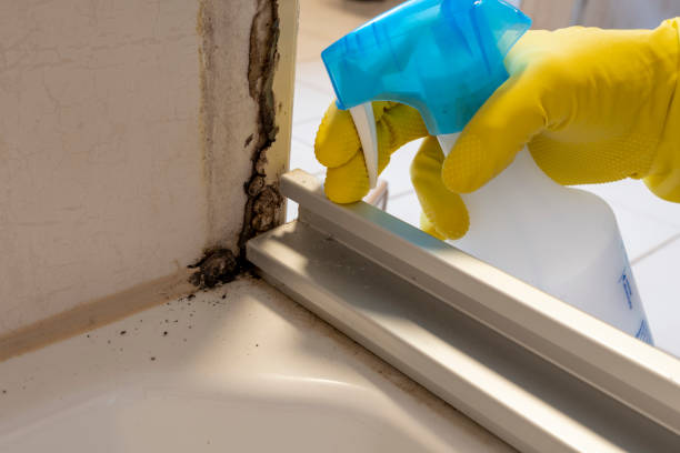 Best DIY Mold Remediation Support Services in Marlboro, NY