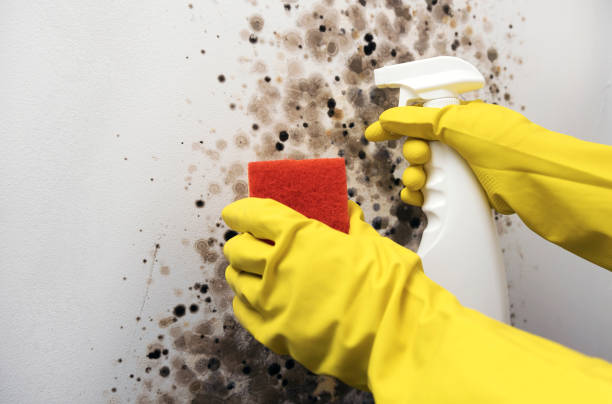 Best White Mold Remediation in Marlboro, NY