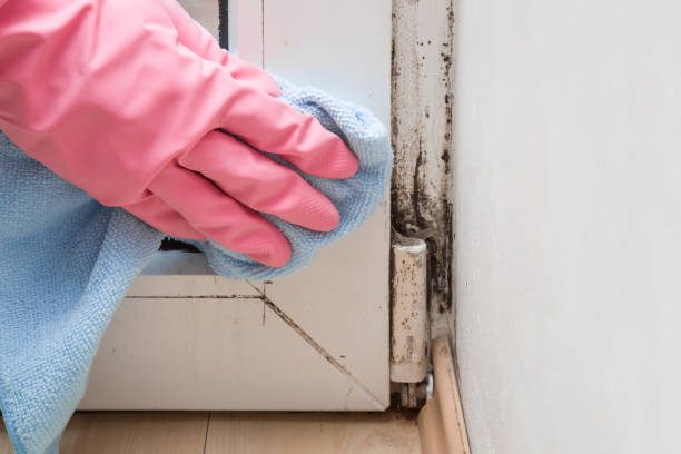 Best DIY Mold Remediation Support Services in Marlboro, NY